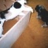 Pets that my family has had through the years.