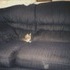 Pets that my family has had through the years.