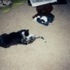 Pets that my family has had through the years.
