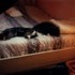 Pets that my family has had through the years.
