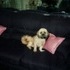 Pets that my family has had through the years.