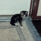 Pets that my family has had through the years.