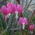 Various garden variety plants.