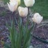 Various garden variety plants.