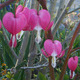 Various garden variety plants.