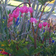 Various garden variety plants.
