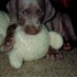 My sister Tasha's puppy, Kiraly.