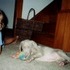 My sister Tasha's puppy, Kiraly.
