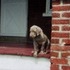 My sister Tasha's puppy, Kiraly.