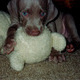 My sister Tasha's puppy, Kiraly.