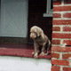 My sister Tasha's puppy, Kiraly.