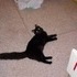 Shiloh the cat.