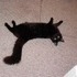 Shiloh the cat.