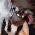 Shiloh the cat.