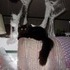 Shiloh the cat.