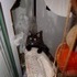 Shiloh the cat.