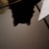 Shiloh the cat.