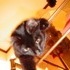 Shiloh the cat.