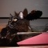 Shiloh the cat.