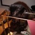 Shiloh the cat.