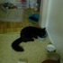 Shiloh the cat.