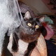 Shiloh the cat.