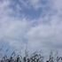Blue Marsh Lake