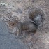 Squirrels and Stuff Around State College