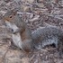 Squirrels and Stuff Around State College