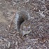Squirrels and Stuff Around State College