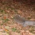 Squirrels and Stuff Around State College