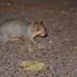 Squirrels and Stuff Around State College