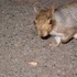 Squirrels and Stuff Around State College