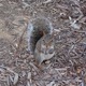 Squirrels and Stuff Around State College