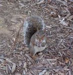 Squirrels and Stuff Around State College