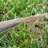 A Praying Mantis, and Some Clouds