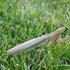 A Praying Mantis, and Some Clouds