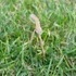 A Praying Mantis, and Some Clouds