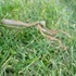 A Praying Mantis, and Some Clouds