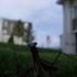 A Praying Mantis, and Some Clouds