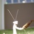 A Praying Mantis, and Some Clouds