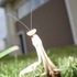 A Praying Mantis, and Some Clouds