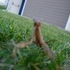 A Praying Mantis, and Some Clouds
