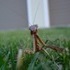 A Praying Mantis, and Some Clouds