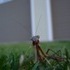 A Praying Mantis, and Some Clouds