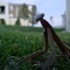 A Praying Mantis, and Some Clouds