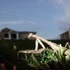 A Praying Mantis, and Some Clouds