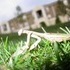 A Praying Mantis, and Some Clouds