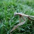 A Praying Mantis, and Some Clouds