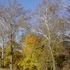 Valley Forge Park and King of Prussia
